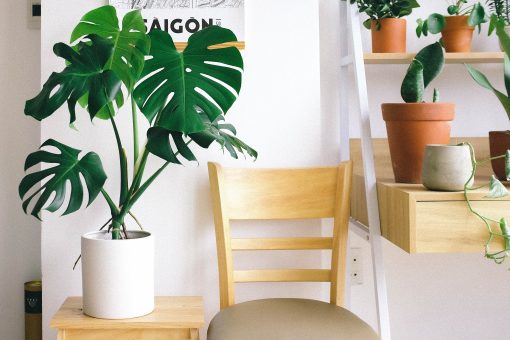 Les plantes d’intérieur, une touche de verdure pour votre espace