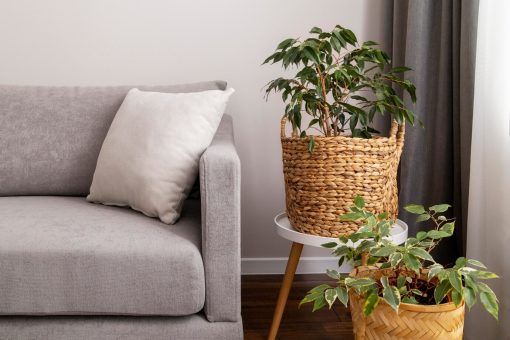 5 façons d&rsquo;intégrer la nature dans la décoration de votre salon