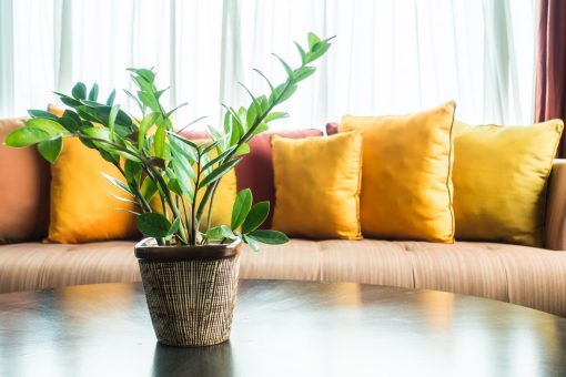 7 plantes d&rsquo;intérieur parfaites pour votre salon