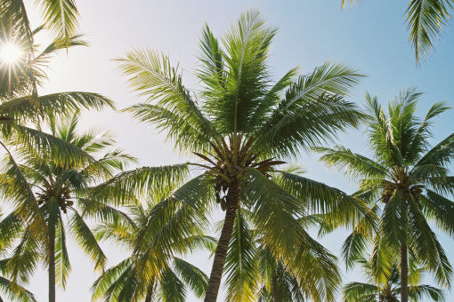 Comment éviter les maladies des palmiers tropicaux ?