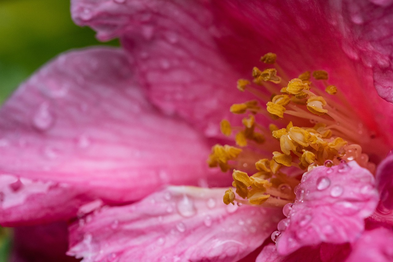 découvrez la fraîcheur éclatante de nos fleurs, parfaites pour apporter une touche naturelle et colorée à votre intérieur.