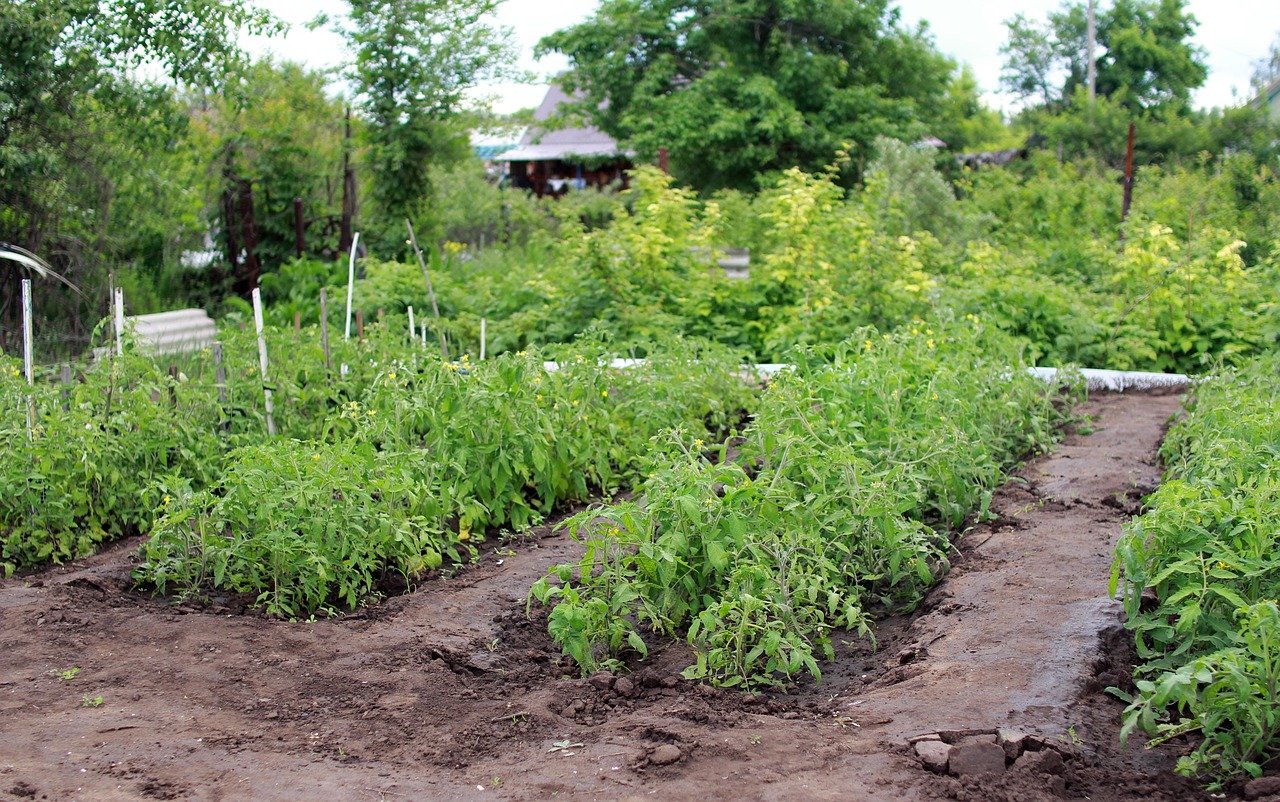 découvrez nos plants de tomates robustes et sains, parfaits pour démarrer votre jardin potager avec succès.