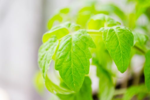 Réussir ses semis de tomates : chaleur et lumière indispensables