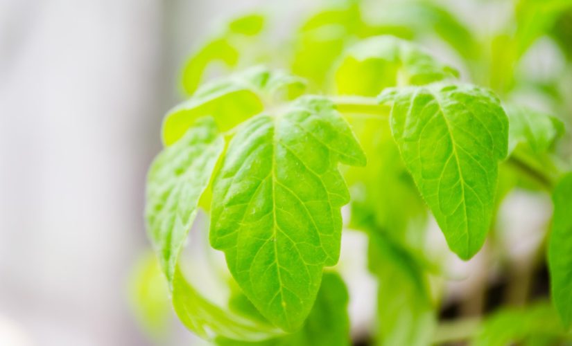 Réussir ses semis de tomates : chaleur et lumière indispensables