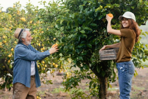 Transformez votre extérieur en un paradis de fruits frais