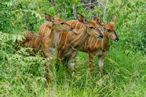 Capture d’animaux sauvages : ce que dit la loi avant d&rsquo;agir