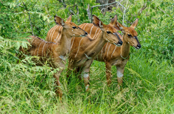 Capture d’animaux sauvages : ce que dit la loi avant d&rsquo;agir