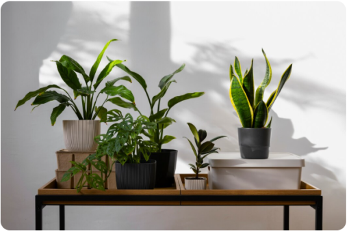 Jardinière connectée : le futur du jardinage d&rsquo;intérieur est déjà là