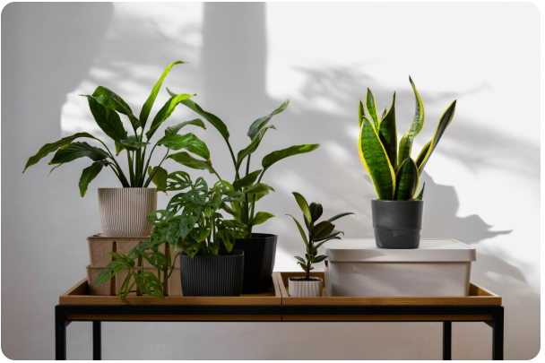 Jardinière connectée : le futur du jardinage d&rsquo;intérieur est déjà là