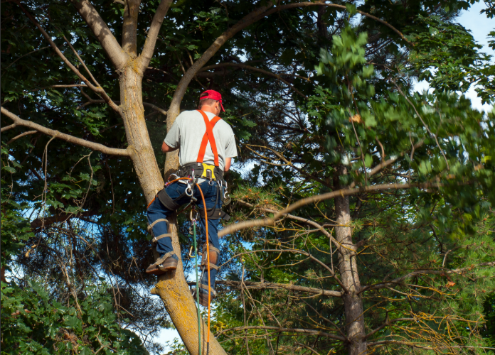 Derrière les branches : immersion dans le quotidien d&rsquo;un élagueur grimpeur