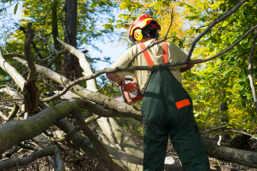 Les obligations légales et réglementaires de l&rsquo;abattage d&rsquo;un arbre dangereux sur son terrain