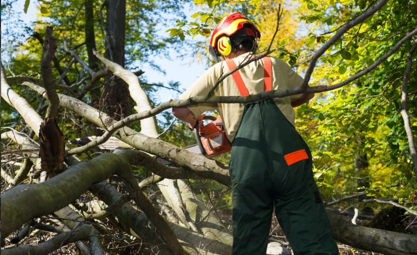 Les obligations légales et réglementaires de l&rsquo;abattage d&rsquo;un arbre dangereux sur son terrain
