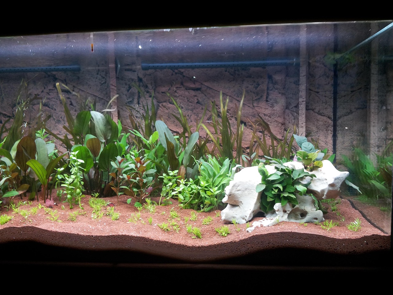 découvrez l’aquascaping, l’art de créer des paysages aquatiques harmonieux et naturels dans un aquarium, avec plantes, roches et bois.