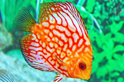 Choisir des poissons colorés et créer un aquarium esthétique