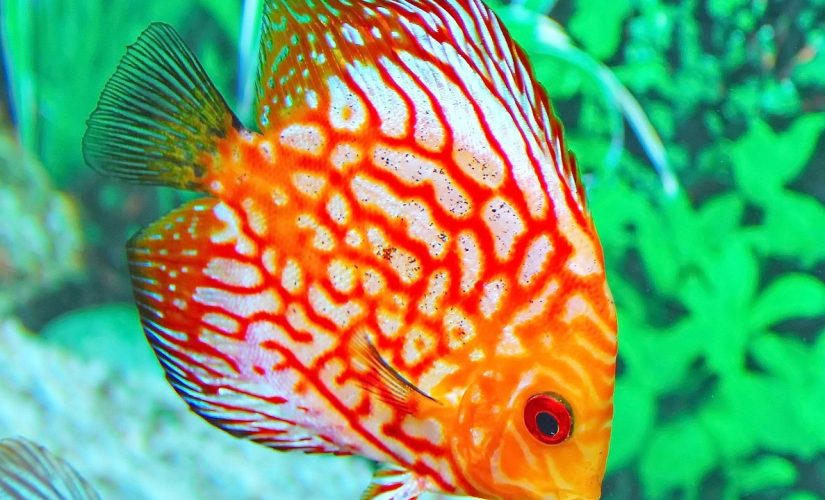 Choisir des poissons colorés et créer un aquarium esthétique