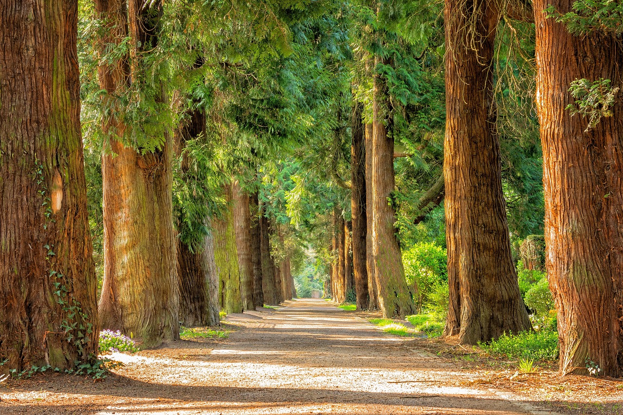 découvrez les bonnes pratiques pour tailler les arbres d’avenue, préserver leur santé et assurer la sécurité des passants.