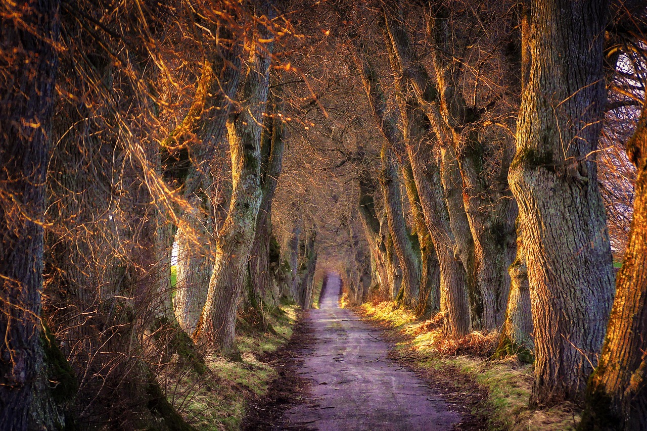 découvrez les bonnes pratiques pour tailler les arbres d’avenue, préserver leur santé et assurer la sécurité des passants.